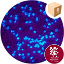 Sand - UV Response - Blue - Medium